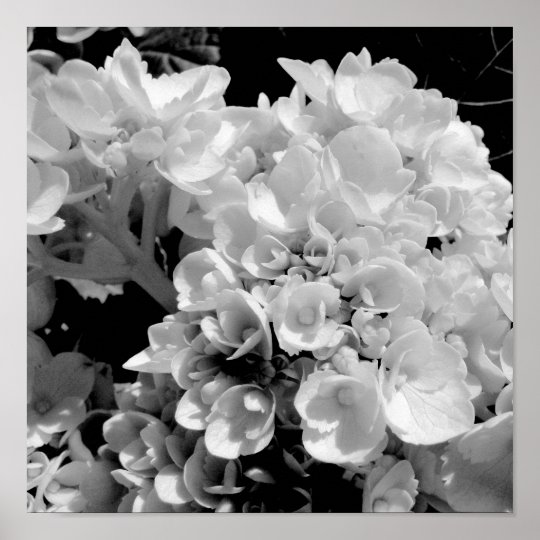 Black and White Hydrangea Floral Photography Print | Zazzle.co.nz