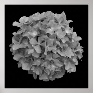 Black and White Hydrangea Poster Print