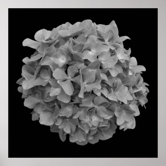 Black and White Hydrangea Poster Print (Front)