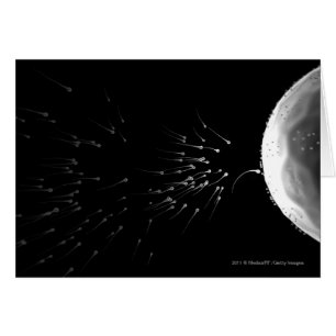 Black and white illustration of fertilisation