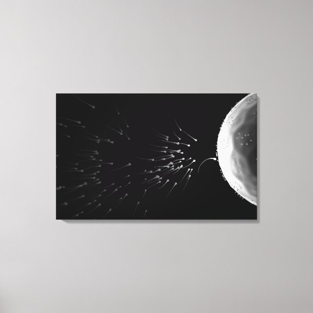 Black and white illustration of fertilisation canvas print (Front)