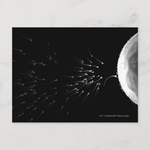 Black and white illustration of fertilisation postcard