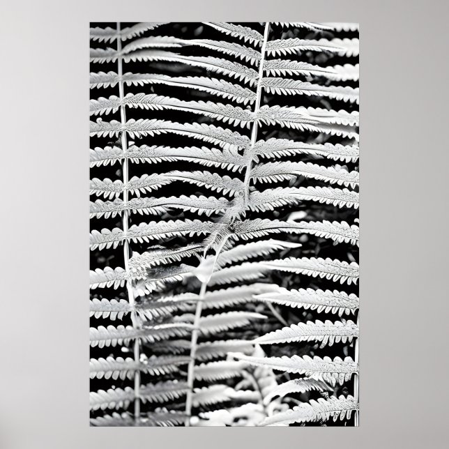 Black and white image of forest fern poster (Front)
