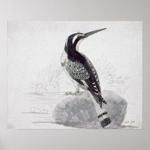 Black and White Kingfisher Poster