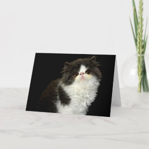 Black and white kitten card