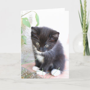 Black and White Kitten Card
