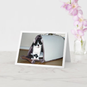 Black and White Kitten in Cat Carrier Card