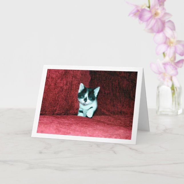 Black and White Kitten on Red Sofa Card (Orchid)
