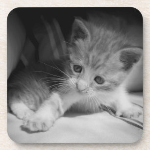 Black and White Kitten Photograph Coaster