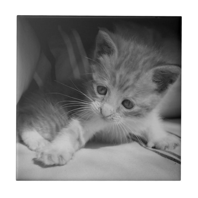 Black and White Kitten Photograph Tile (Front)