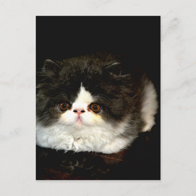 Black and White Kitten Postcard (Front)