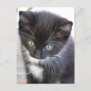Black and White Kitten Postcard