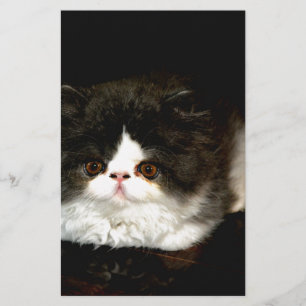 Black and White Kitten Stationery