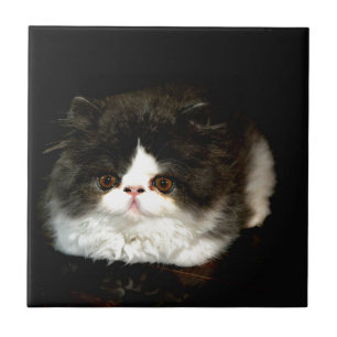 Black and White Kitten Tile