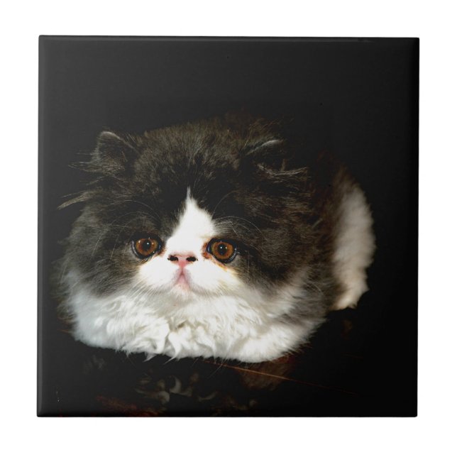 Black and White Kitten Tile (Front)