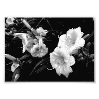Black and White Lillies Print