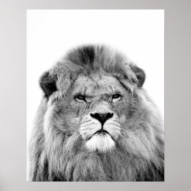 Black and white lion animal wild jungle photo poster (Front)
