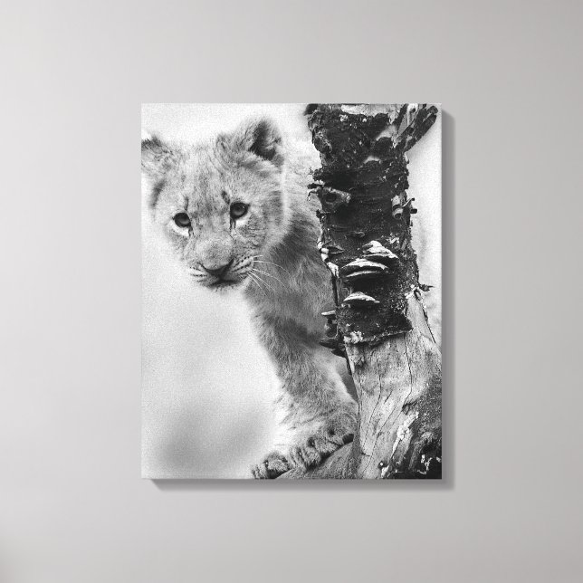 Black And White Lion Cub Canvas Print (Front)