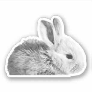 Black and White Little Bunny