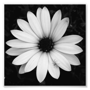 Black and white little spider on flower photo print