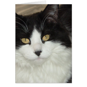 Black and White Longhaired Cat