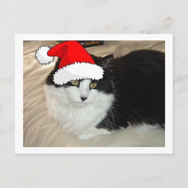 Black and White Longhaired Cat Postcard (Front)