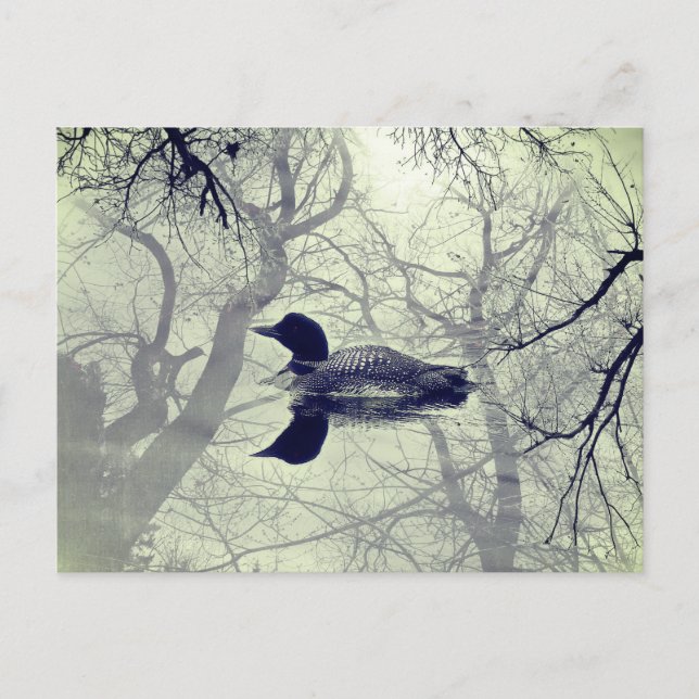 Black and white loon on a lake post card (Front)