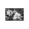 Black and White Lotus Flowers canvas print