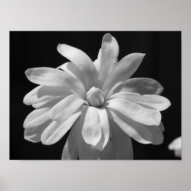 Black and White Magnolia Centennial Poster (Front)