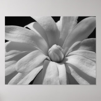 Black and White Magnolia Centennial Poster