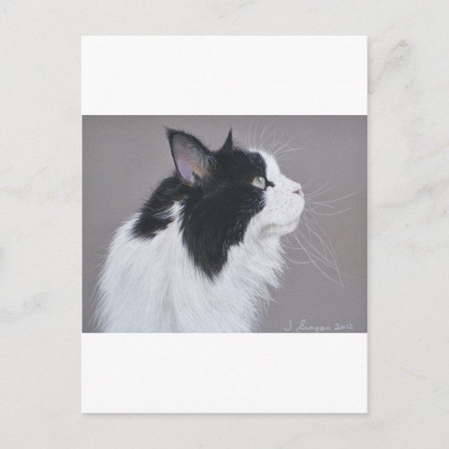 Black and White Maine Coon cat. Postcard (Front)