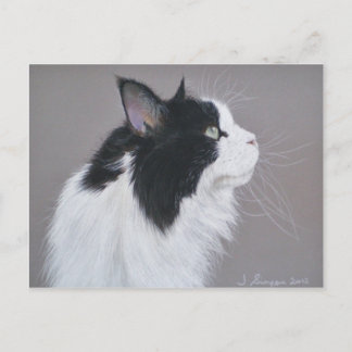Black and White Maine Coon cat. Postcard