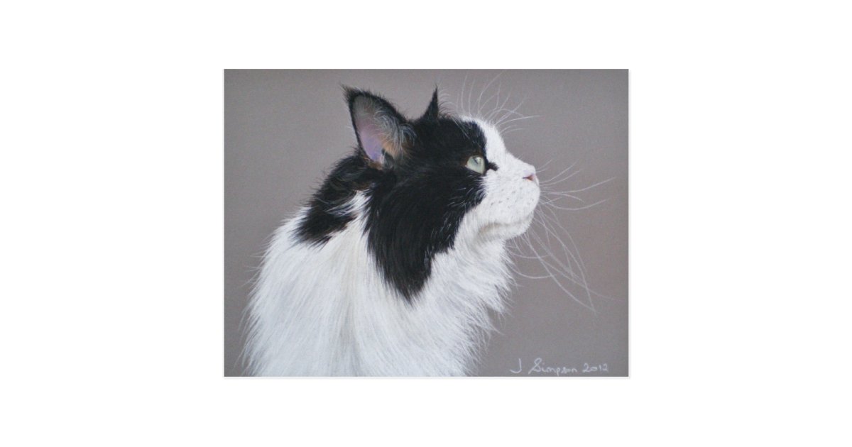 Black And White Maine Coon Cat Postcard Zazzle Co Nz