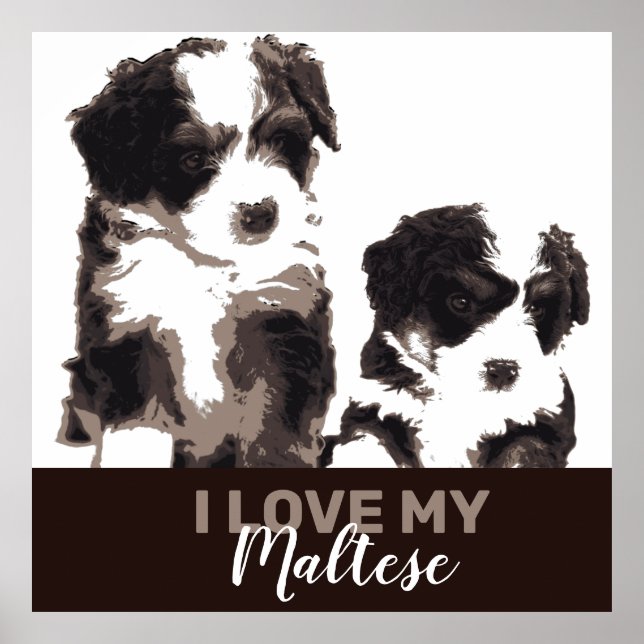 Black and White Maltese Puppy Dog Poster (Front)