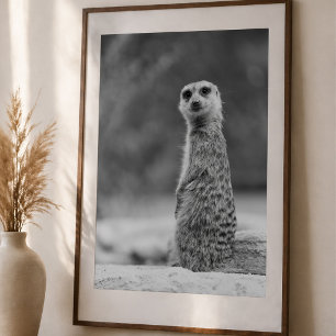 Black and White Meerkat Portrait Wildlife Poster