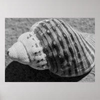 Black And White Monochrome Sea Ocean Shell