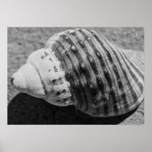 Black And White Monochrome Sea Ocean Shell Poster