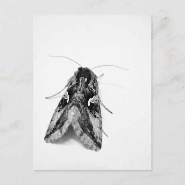 Black and white moth postcard (Front)