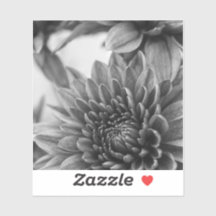 Black and White Mums