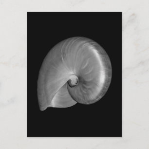 Black and White Nautilus Shell Postcard