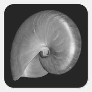 Black and White Nautilus Shell Square Sticker
