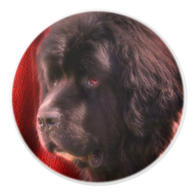 Black And White Newfoundland Dog Face   Ceramic Knob (Front)