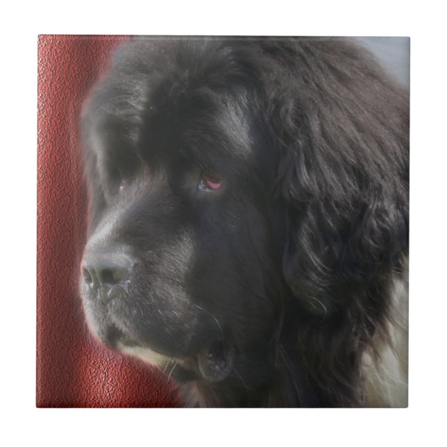 Black And White Newfoundland Dog Tile (Front)