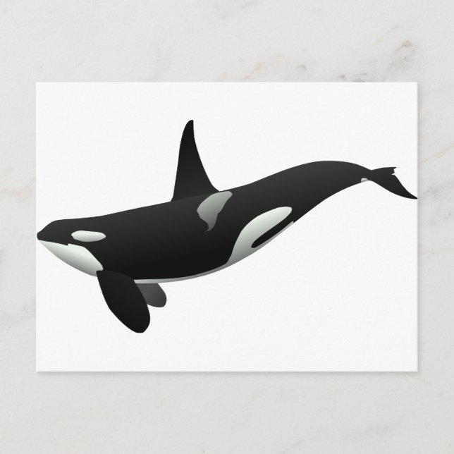 Black and White Orca Killer Whale Postcard (Front)