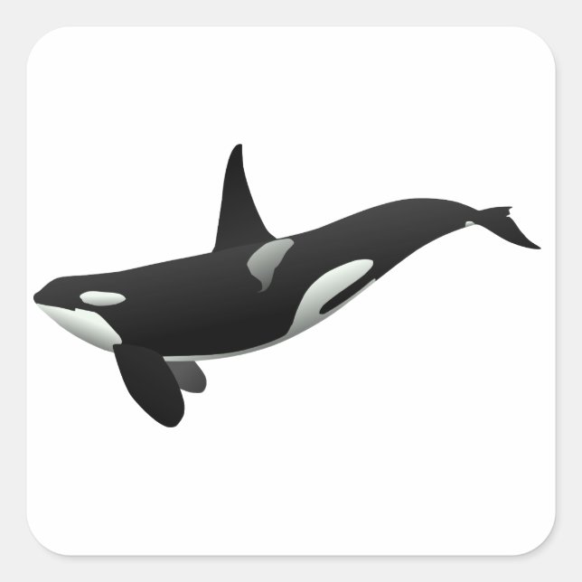 Black and White Orca Killer Whale Square Sticker (Front)