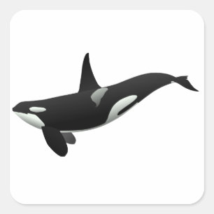 Black and White Orca Killer Whale Square Sticker