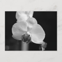 Black and White Orchid Flower Photo