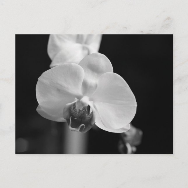 Black and White Orchid Flower Photo Postcard (Front)