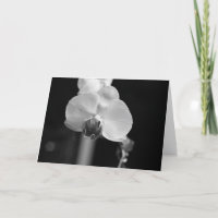 Black and White Orchid Photo "Happy Birthday!"