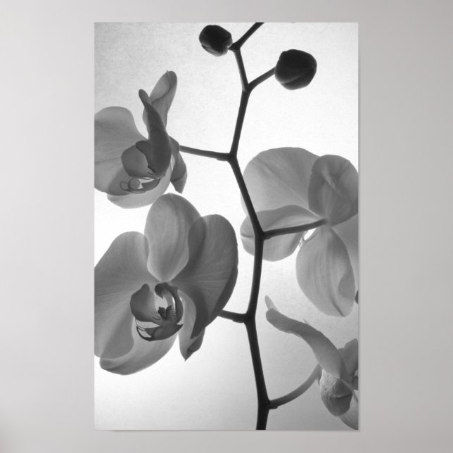 Black and White Orchids on the Stem Poster (Front)